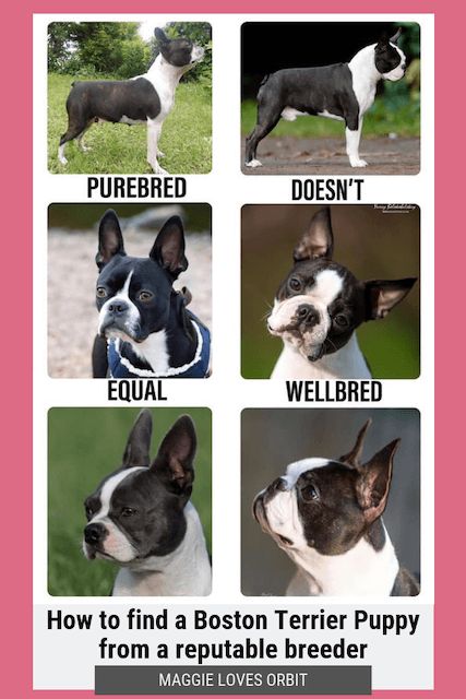 How to Find a Reputable Boston Terrier Breeder Boston Terrior, Boston Terrier Puppies, Baby Boston Terriers, Dog Wellness, Dog Obsessed, Bulldog Francese, Baby Pugs, Boston Terrier Love, Terrier Breeds