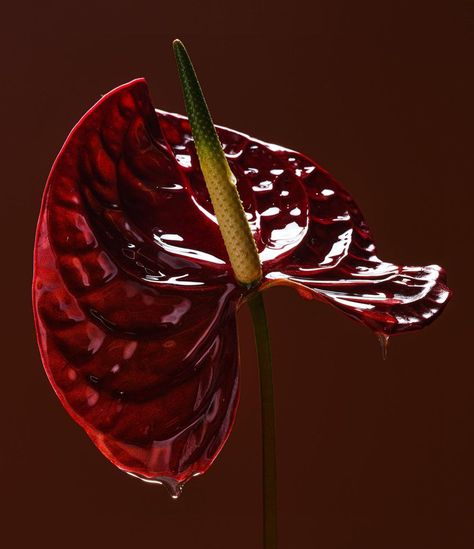 Suzanne Saroff (@hisuzanne) | Instagram Summer Instagram Pictures, Red Orchid, Anthurium Flower, Red Orchids, Red Plants, Video Artist, Art Folder, Tarot Art, Floral Photography