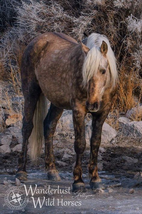 Sooty Palomino Horse, Sooty Palomino, Horse Colours, Kathiyawadi Horse, Palomino Horses, Wild Horses Mustangs, Spanish Horse, Ballet Painting, Horse Ideas