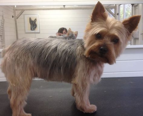 Silky Terrier Haircut, Silky Hairstyles, Yorkie Puppy Haircuts, Terrier Haircut, Yorkshire Terrier Grooming, Yorkie Cuts, Yorkie Hairstyles, Pets Grooming, Dog Farm