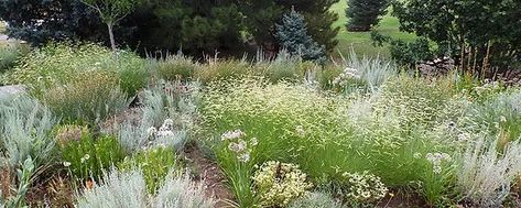 Landscaping Tips For Blonde Ambition Blue Grama Grass | Blog | Arbor Valley Nursery Blonde Ambition, Perennial Grasses, Seed Heads, Landscaping Tips, Landscape Projects, Arbor, Front Yard, Perennials, North America