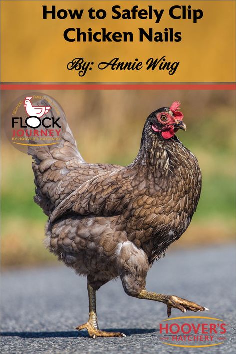 How To Trim Chickens Nails, Curled Toenails, Remove Tendon From Chicken Tenders, Chicken Nails, Clipping Chickens Wings, Chicken Diseases And Symptoms, Adding New Chickens To Your Flock, Chicken Care, Dust Bath