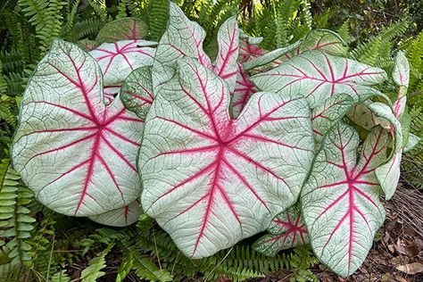 Florida Boys Caladiums: Fiesta, Fancy Leaf Whites, Fiesta Elephant Ear Bulbs, Red Veins, 2 Hands, Elephant Ears, Florida, Sun, Plants