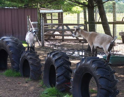 tire playground for goats... OMG I NEED GOATS SO I CAN MAKE THEM A PLAYGROUND!!!!!!!!!!!!! Tiger Siberian, Goat Playground, Goat Toys, Goat Shed, Goat Shelter, Goat Pen, Mini Goats, White Lions, Cats White