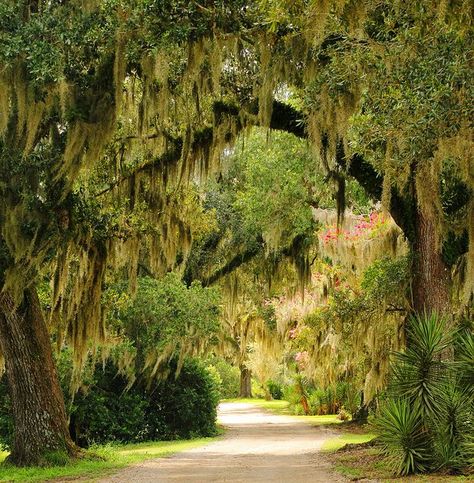 Avery island, la | Avery Island - Jungle Gardens, Louisiana Tree Of Life Wedding, Avery Island, Wedding New Orleans, Tree Lined Driveway, Louisiana Travel, Jungle Gardens, Louisiana Art, Bird Sanctuary, Wedding Tree