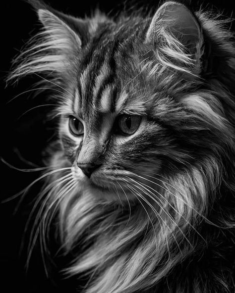 Cat Studio Photography, Grayscale Art, Face Art Drawing, Cat Phone Wallpaper, Cat Images, Kitten Photos, Cat Cuddle, Gorgeous Cats, Pet Boutique