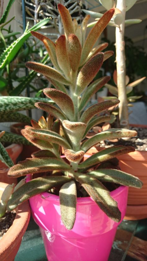 Kalanchoe tomentosa 'chocolate soldier' Chocolate Soldier, Soldier, Cactus, Plants