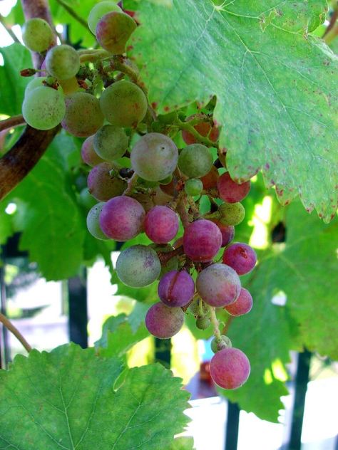 Growing grapes in containers Grapes In Containers, How To Grow Grapes, Grow Grapes, Sunny Room, Grape Plant, Wine Folly, Non Alcoholic Wine, Mediterranean Plants, Aquaponics System