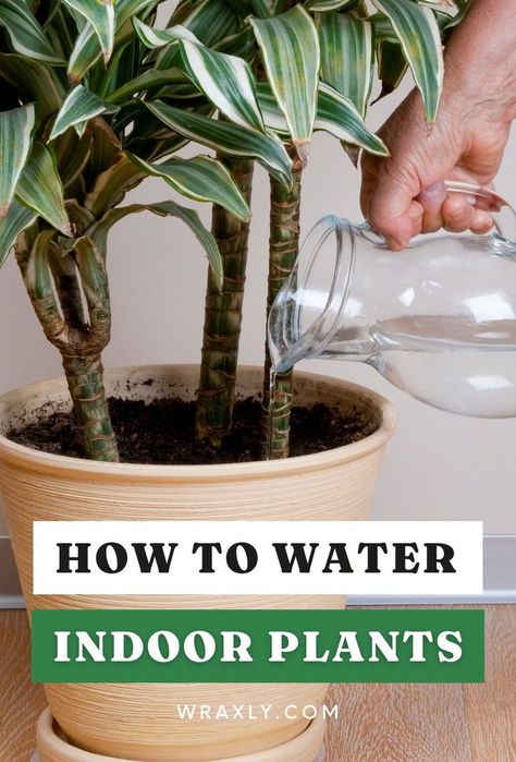 Onion Water For Plants, Water Indoor Plants, Dracaena Marginata, Can Water, Dracaena Plant, Plant Care Tips, Watering Plants, Plant Watering, Organic Mulch