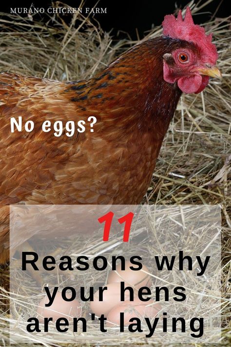 Chicken Tips, Urban Chicken Farming, Best Egg Laying Chickens, Egg Laying Chickens, Urban Chickens, Backyard Chicken Farming, Raising Backyard Chickens, Egg Production, Keeping Chickens