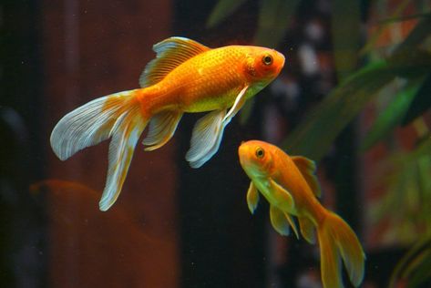 George The Goldfish – dies at 44 Goldfish Care, Comet Goldfish, Goldfish Types, Goldfish Tank, Fishing For Beginners, Salt Water Fishing, Freshwater Aquarium Fish, Pet Fish, Freshwater Aquarium