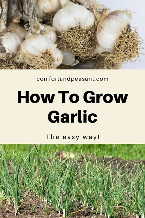 How to grow garlic. #gardening #GarlicScapes #outdoors #organic #SoftNeck #HardNeck #FromAClove #AtHome #InCanada #Zone5 #InUS #Zone6 When To Plant Garlic In Zone 6, Growing Garlic From Cloves, Garlic Gardening, When To Harvest Garlic, Grow Garlic Indoors, Garlic Growing, Hardneck Garlic, Grow Garlic, How To Store Garlic