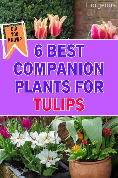 Tulips Companion Plants Best Companion Plants, Growing Tulips, Tulip Colors, Planting Tulips, Tulip Garden, Succession Planting, Companion Plants, Orange Tulips, Tulips Garden