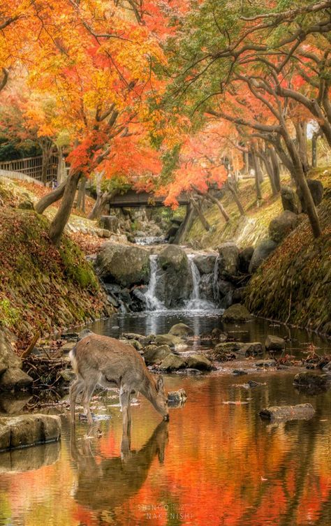 Nara Park,Japan Nara Park, Nara Japan, Magical Places, Nara, Beautiful Places, Coaching, Japan, Marketing, Water