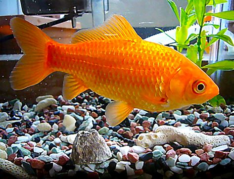 Goldfish (Carassius auratus) #Goldfish #Carassius #auratus #FishTank #Aquarium #FreshWaterTank #Aquascape #PlantedTank #FreshwaterFish #Fish #Aquascaping Best Fish For Aquaponics, Common Goldfish, Comet Goldfish, Goldfish Types, Pet Goldfish, Common Carp, Fish Bowls, Aquaponics Fish, Hermit Crabs