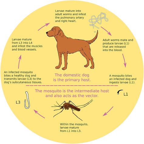 Winkflo Dogs Anatomy, Places In Brazil, Caring For Kittens, Facts About Dogs, West Nile Virus, Heartworm Prevention, Vet Nurse, Dog Lover Jewelry, Tick Repellent