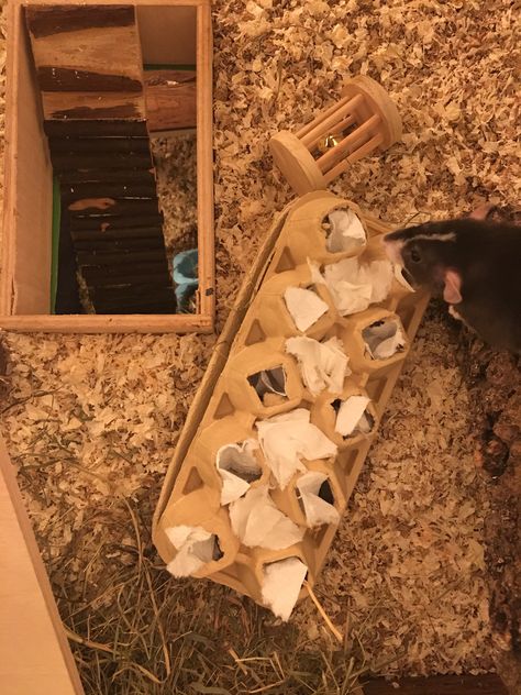 Rats Toys Diy, Mouse Enrichment Diy, Rat Toy Ideas, Diy Rats Toy, Diy Small Animal Toys, Pet Rat Enrichment, Diy Rat Accessories, Diy Rat Enrichment, Homemade Rat Toys