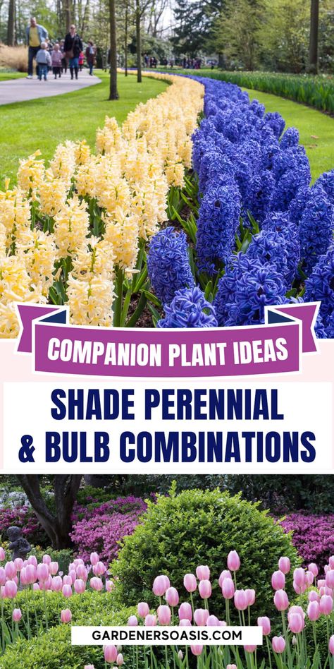 Shade Perennials to Plant With Spring Bulbs | Perennial Shade Plants Bulbs That Grow In Shade, Perennial Bulbs To Plant In Fall, Bulbs For Shade, Partial Shade Perennials, Shade Garden Perennials, Shade Perennial Garden, Shade Flowers Perennial, Perennial Bushes, Part Shade Perennials