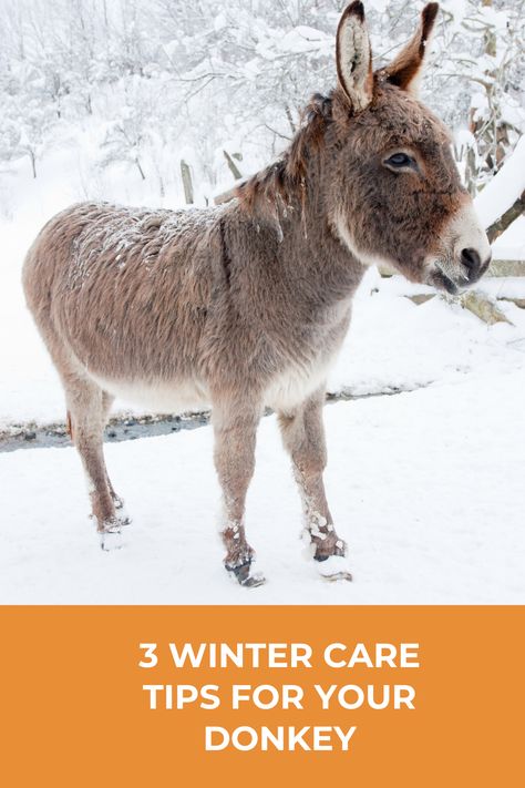 How To Care For Donkeys, Donkey Stall Ideas, Donkey Care Tips, Mini Donkey Care, Raising Donkeys, Anne Oakley, Therapy Farm, Donkey House, Mini Horse Barn