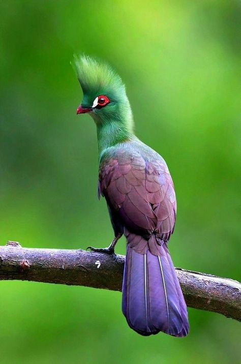 Image result for guinea turaco Ruffled Feathers, Most Beautiful Birds, Kinds Of Birds, Rare Birds, Airbrush Art, All Birds, Exotic Birds, Bird Pictures, Tropical Birds