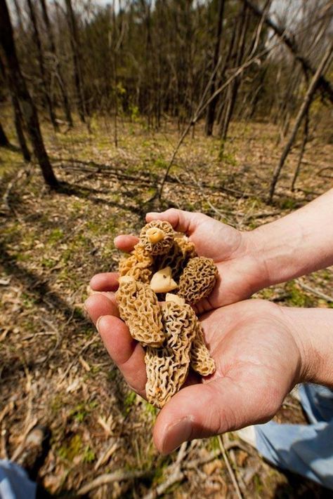 A Helpful Beginner's Guide to Hunting and Cooking Morel Mushrooms Cooking Morel Mushrooms, Morel Mushroom Hunting, Hunting Ideas, Hunting Guide, Morel Mushrooms, Morel Mushroom, Mushroom Hunting, Edible Mushrooms, Turkey Hunting