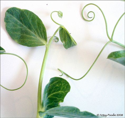 Pea Vine Curlies by Artsy-Foodie, via Flickr Sweet Pea Vine, Easy Chicken Crock Pot, Dinner Zucchini, Chicken Crock Pot, Companion Gardening, Pea Plant, Crock Pot Recipe, Zucchini Casserole, Sweet Pea Flowers