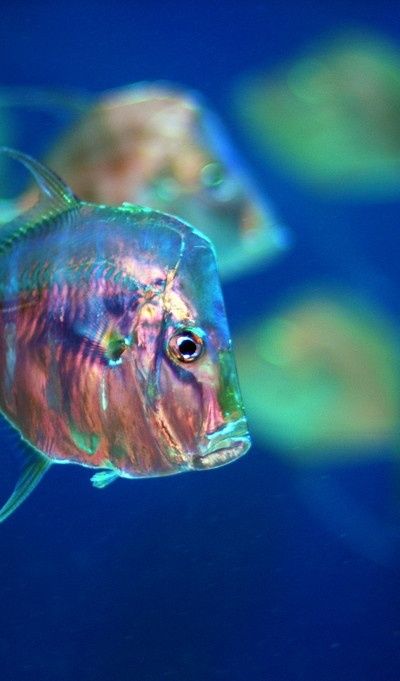 Beneath The Sea, Rainbow Fish, Underwater Creatures, Underwater Life, Water Life, Deep Blue Sea, Beautiful Fish, Marine Biology, Colorful Fish