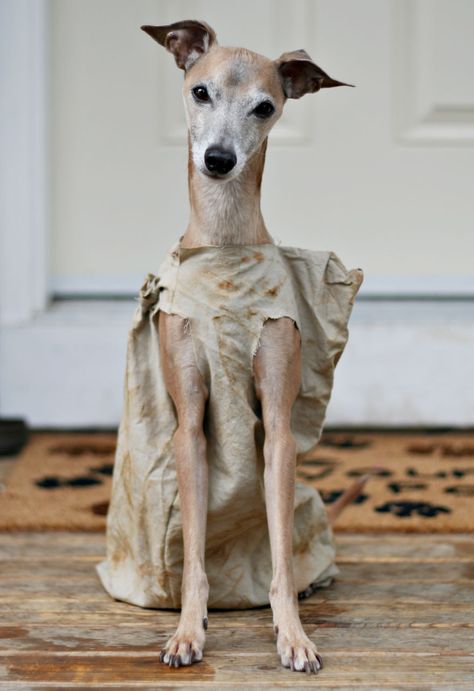 Dobby Dog Harry Potter Dog Costume, Dobby Costume, Chien Jack Russel, Harry Potter Dog, Best Dog Costumes, Animal Halloween Costumes, Diy Dog Costumes, Pet Halloween Costumes, Dog Halloween Costumes