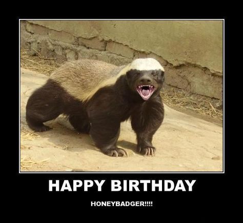 Happy Birthday Meme Cats Honey Badger Photography, Honey Badger Humor, Anna Shay, Bad Mothers, Badger Images, Honey Badgers, Funny Happy Birthday Meme, Deadly Animals, Dog Puns