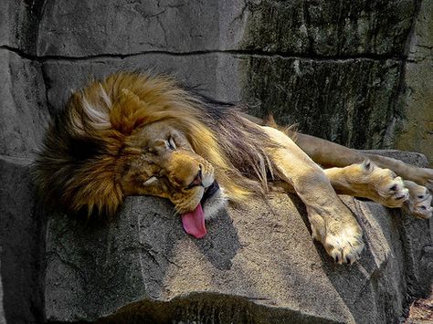 Funny Wildlife, funnywildlife: sleeping lion by bizoticchick on... Lion Eating, Silly Lion Pictures, Lion Growling, Fun Facts About Lions, Lions Cuddling, Funny Lion, Lion Facts, Sleepy Animals, Lion Memes