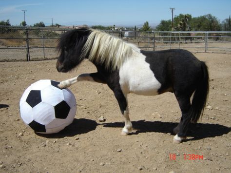 so cute luv horses Miniature Ponies, Mini Horses, Exercise Balls, Tiny Horses, Miniature Donkey, Funny Horses, Cold Blooded, Horse Equipment, Horse Videos