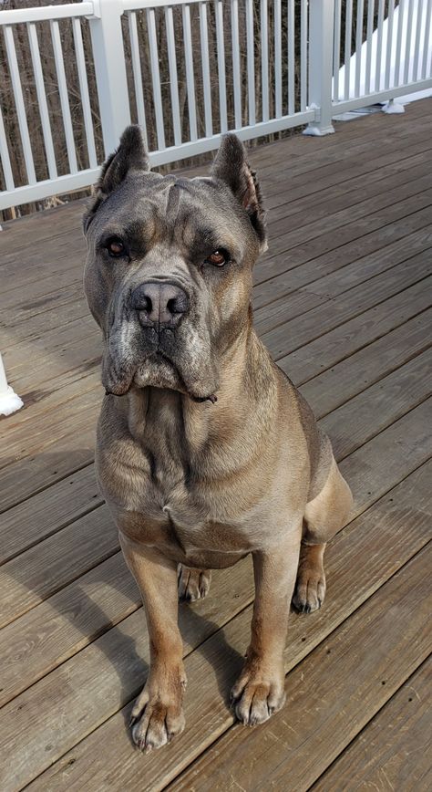 Carbon Formentino Cane Corso Formentino, Formentino Cane Corso, Cane Corsos, Presa Canario, Corso Dog, Dream Farm, Dogs Breeds, Dream Dog, Bully Breeds