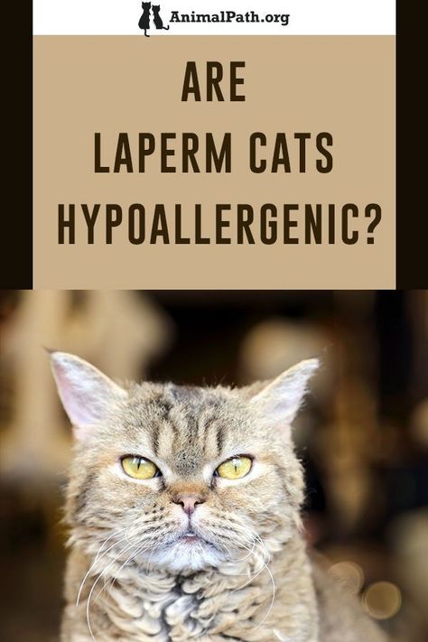 Are LaPerm cats hypoallergenic? Cat Allergy Remedies, Cats Hypoallergenic, Laperm Cat, Cat Breeds Hypoallergenic, Itchy Nose, Hypoallergenic Cats, Laperm, Cat Allergies, Rare Cats