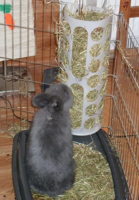 Haha handig Ikea Bag, Flemish Giant Rabbit, Hay Rack, Rabbit Enclosure, Rabbit Habitat, Kat Diy, Hay Racks, Rabbit Farm, Giant Rabbit