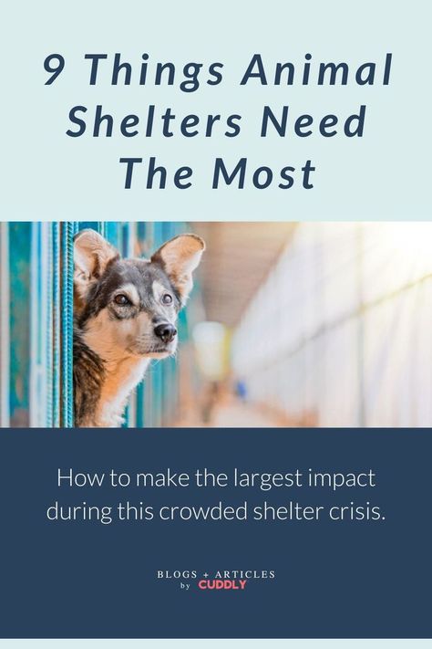 Shelters nationwide are constantly constrained by the large numbers of animals that enter their facilities. ⁠ It’s not surprising that animal shelters are in need of support. You can have a direct impact on your local community by volunteering or supporting your local animal shelter in some capacity. It may seem like a small step, but if replicated across the country, we can all stand to make a difference in the lives of animals. ⁠ ⁠ Full article LINK IN BIO! Animal Shelter Donations, Social Media Challenges, Animal Shelters, Large Numbers, Small Step, Virtual Pet, Local Community, Animal Welfare, Make A Difference