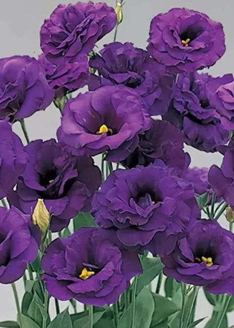 Purple Lisianthus. Lisianthus Flowers, Cranesbill Geranium, Lilac Flowers, Spray Roses, Exotic Flowers, Outdoor Plants, Amazing Flowers, Cut Flowers, Pretty Flowers