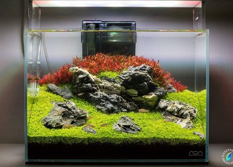 Aquarium Soil, Aquascape Design, Betta Aquarium, Shrimp Tank, Aquarium Setup, Aquarium Landscape, Nature Aquarium, Aquascape Aquarium, Aquarium Design