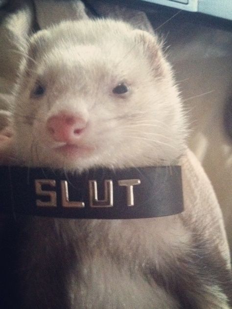 Ferret Meme, Baby Ferrets, Funny Ferrets, A Ferret, Pet Ferret, Cute Ferrets, Cute Rats, Silly Animals, Oui Oui