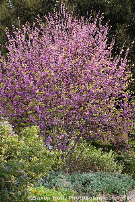 Flowering Western Redbud tree (Cercis occidentalis) in mixed border with Ceanothus shrub in Southern California, drought tolerant native plant garden Cercis Occidentalis, Western Redbud, Temple Landscape, Xeriscape Garden, California Landscaping, Native Plant Garden, Drought Tolerant Trees, California Native Garden, Garden Library