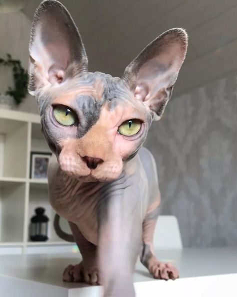 Cute Hairless Cat, Chat Sphynx, Sphinx Cat, Hairless Cat, Sphynx Cat, Cat Aesthetic, Sphynx, Cat Care, Cute Creatures