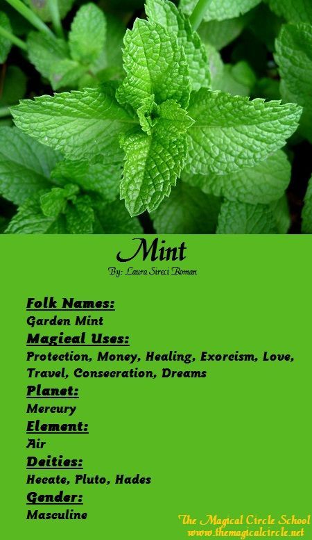 Magical Properties Of - Mint Herb Magic, Magical Circle, Magickal Herbs, Witch Herbs, Herbs And Plants, Plant Magic, Witch Garden, Magic Herbs, Magical Herbs