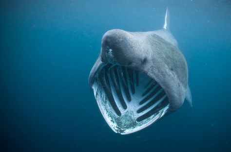 You can see out the back! Basking Shark Drawing, Shark Photography, Silly Shark, Chihiro Cosplay, Underwater Sculpture, Basking Shark, Shark Pictures, Beautiful Sea Creatures, Cute Shark