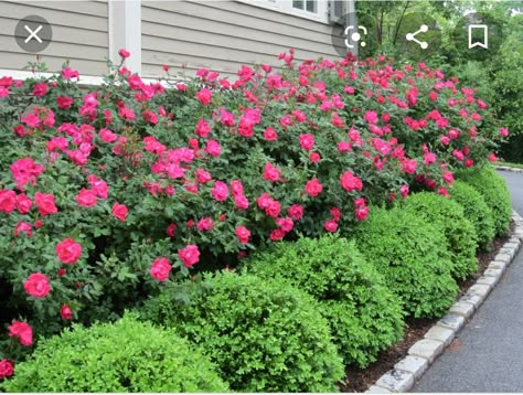 South side of house (full sun) Boxwood Landscaping, Cheap Landscaping Ideas, Knockout Roses, Yard Landscaping Simple, Flower Bed Designs, Front Landscaping, Garden Shrubs, Home Landscaping, Landscaping Tips