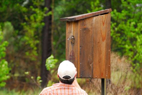 Duck House Diy, Duck Nesting, Wood Duck House, Nesting Boxes Diy, Duck House Plans, Duck Houses, A Frame Chicken Coop, Insect House, Duck Blind