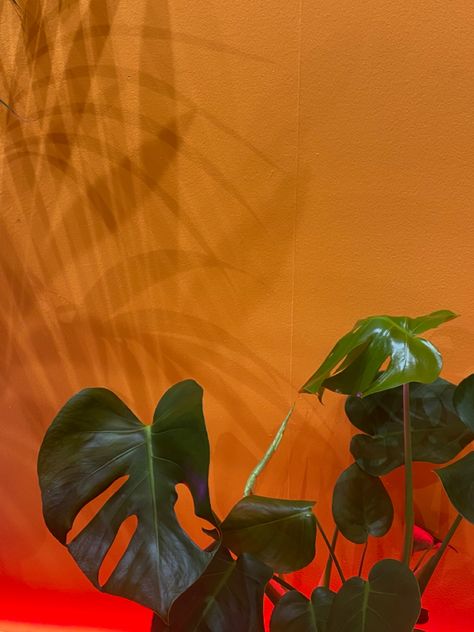 90s Orange Aesthetic, Brown Tropical Aesthetic, Orange Plant Aesthetic, Brazil House Aesthetic, Pink Orange Green Aesthetic, Orange Home Aesthetic, Dark Green And Orange Aesthetic, Urban Jungle Aesthetic, Orange And Red Aesthetic