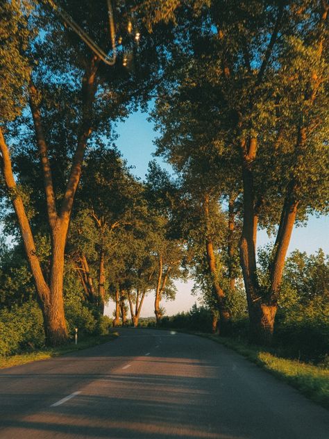 Road, golden hour, trees Golden Hour Landscape Photography, Notion Pics, Dr Images, Car Shots, Wallace Stevens, Summer Trees, Yellow Tree, Trust Fund, Stay Golden