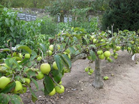 Espalier Designs | Tor Lillqvist Photograph © Pat Hartley Photograph © Pat Hartley ... Amazing Landscaping Ideas, Espalier Fruit Trees, Fruit Tree Garden, Home Grown Vegetables, Veg Garden, Garden Nursery, Growing Fruit, Fruit Plants, Fruit Garden