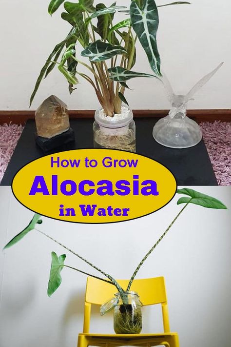 Growing Alocasia in Water is the easiest and decorative way of propagating and showcasing this beautiful houseplant without handling messy soil! Hydroponic Propagation, Plants Grown In Water, Alocasia Plant, Household Plants, Plant Propagation, Lake Water, Liquid Fertilizer, Plant Supports, Propagating Plants