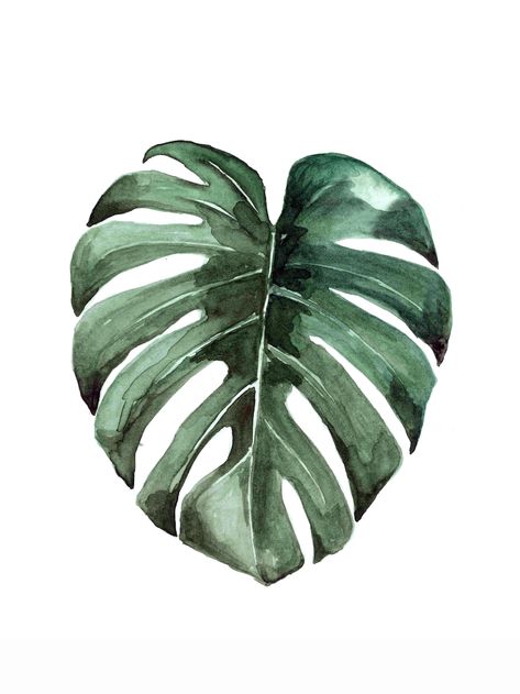 Botanicals Collection - Mantikastudio Drawing Flowers, Leaf Drawing, Monstera Plant, 수채화 그림, Monstera Deliciosa, Buy Wall Art, Botanical Watercolor, Watercolor Trees, Green Watercolor