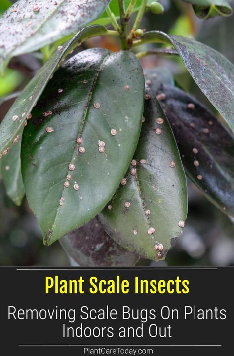 Bugs On Indoor Plants, Bugs On Plants, Shady Border, Indoor Plants Diy, Plant Bugs, Lipstick Plant, Umbrella Tree, Houseplant Care, Scale Insects